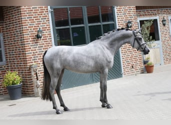 Deutsches Reitpony, Stute, 3 Jahre, 147 cm, Schimmel