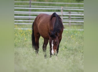 Deutsches Reitpony Mix, Stute, 3 Jahre, 148 cm, Brauner
