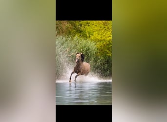 Deutsches Reitpony, Stute, 3 Jahre, 148 cm, Buckskin