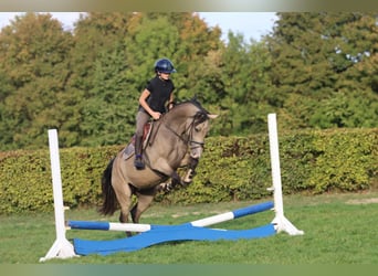 Deutsches Reitpony, Stute, 3 Jahre, 148 cm, Buckskin