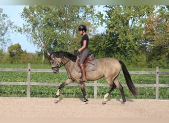 Deutsches Reitpony, Stute, 3 Jahre, 148 cm, Buckskin