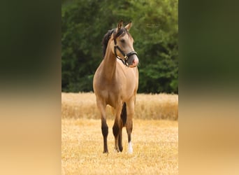 Deutsches Reitpony, Stute, 3 Jahre, 148 cm, Buckskin