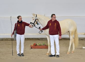 Deutsches Reitpony, Stute, 3 Jahre, 148 cm, Cremello