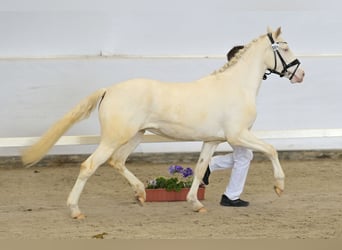 Deutsches Reitpony, Stute, 3 Jahre, 148 cm, Cremello