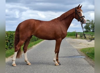 Deutsches Reitpony, Stute, 3 Jahre, 148 cm
