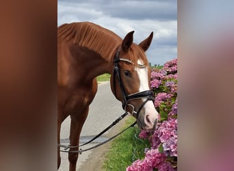 Deutsches Reitpony, Stute, 3 Jahre, 148 cm