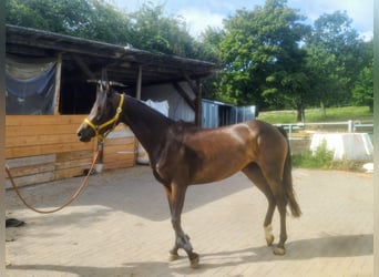 Deutsches Reitpony Mix, Stute, 3 Jahre, 148 cm, Dunkelbrauner