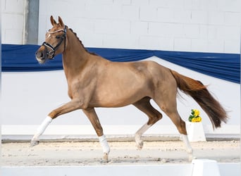 Deutsches Reitpony, Stute, 3 Jahre, 148 cm, Dunkelfuchs