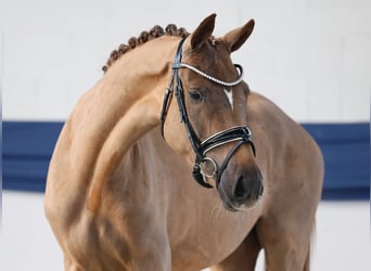 Deutsches Reitpony, Stute, 3 Jahre, 148 cm, Dunkelfuchs