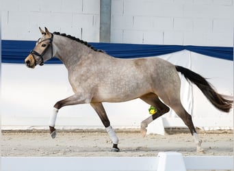 Deutsches Reitpony, Stute, 3 Jahre, 148 cm, Falbe
