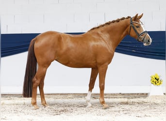 Deutsches Reitpony, Stute, 3 Jahre, 148 cm, Fuchs