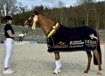 Deutsches Reitpony, Stute, 3 Jahre, 148 cm, Fuchs