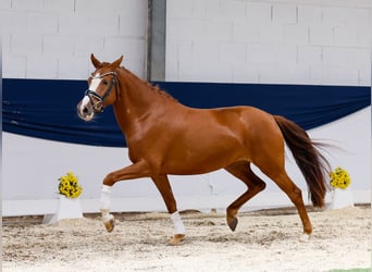 Deutsches Reitpony, Stute, 3 Jahre, 148 cm, Fuchs