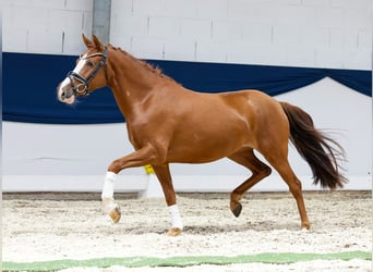 Deutsches Reitpony, Stute, 3 Jahre, 148 cm, Fuchs