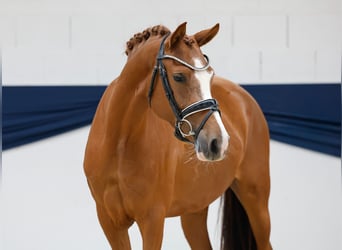 Deutsches Reitpony, Stute, 3 Jahre, 148 cm, Fuchs
