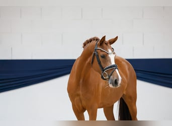 Deutsches Reitpony, Stute, 3 Jahre, 148 cm, Fuchs
