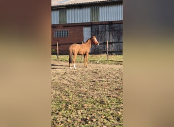 Deutsches Reitpony, Stute, 3 Jahre, 148 cm, Fuchs