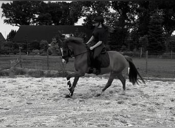 Deutsches Reitpony, Stute, 3 Jahre, 148 cm, Fuchs