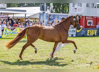 Deutsches Reitpony, Stute, 3 Jahre, 148 cm, Fuchs