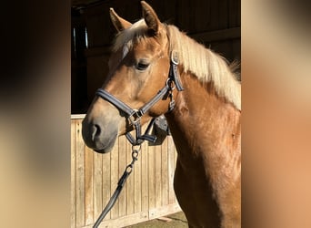 Deutsches Reitpony Mix, Stute, 3 Jahre, 148 cm, Fuchs