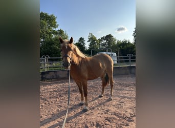Deutsches Reitpony Mix, Stute, 3 Jahre, 148 cm, Fuchs