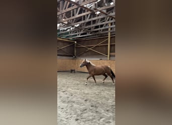 Deutsches Reitpony Mix, Stute, 3 Jahre, 148 cm, Fuchs