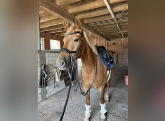 Deutsches Reitpony Mix, Stute, 3 Jahre, 148 cm, Fuchs