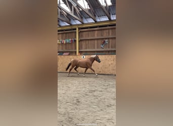 Deutsches Reitpony Mix, Stute, 3 Jahre, 148 cm, Fuchs