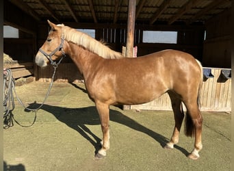 Deutsches Reitpony Mix, Stute, 3 Jahre, 148 cm, Fuchs