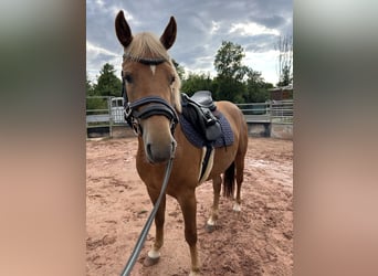 Deutsches Reitpony Mix, Stute, 3 Jahre, 148 cm, Fuchs