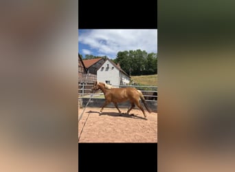Deutsches Reitpony Mix, Stute, 3 Jahre, 148 cm, Fuchs