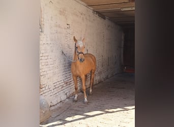Deutsches Reitpony, Stute, 3 Jahre, 148 cm, Palomino