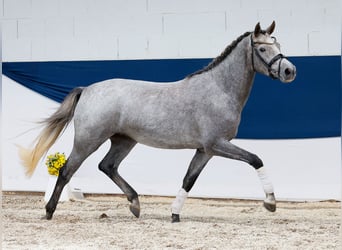 Deutsches Reitpony, Stute, 3 Jahre, 148 cm, Schimmel
