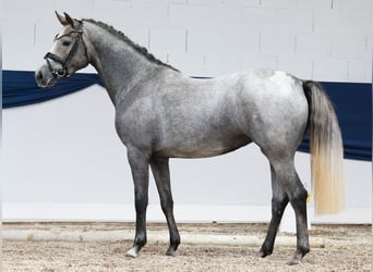 Deutsches Reitpony, Stute, 3 Jahre, 148 cm, Schimmel