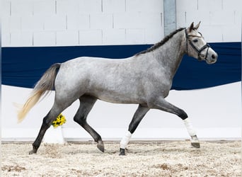 Deutsches Reitpony, Stute, 3 Jahre, 148 cm, Schimmel