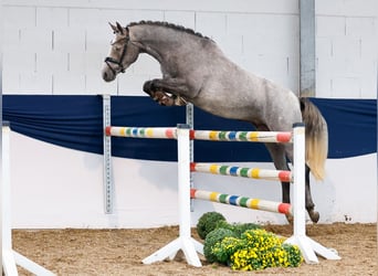 Deutsches Reitpony, Stute, 3 Jahre, 148 cm, Schimmel
