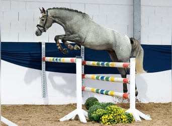 Deutsches Reitpony, Stute, 3 Jahre, 148 cm, Schimmel