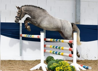 Deutsches Reitpony, Stute, 3 Jahre, 148 cm, Schimmel