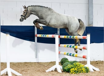 Deutsches Reitpony, Stute, 3 Jahre, 148 cm, Schimmel