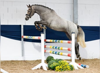 Deutsches Reitpony, Stute, 3 Jahre, 148 cm, Schimmel