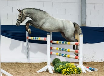 Deutsches Reitpony, Stute, 3 Jahre, 148 cm, Schimmel