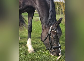 Deutsches Reitpony, Stute, 3 Jahre, 148 cm, Schwarzbrauner