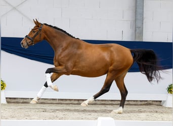 Deutsches Reitpony, Stute, 3 Jahre, 149 cm, Brauner
