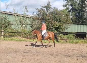 Deutsches Reitpony, Stute, 3 Jahre, 149 cm, Brauner