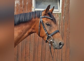 Deutsches Reitpony, Stute, 3 Jahre, 149 cm, Brauner