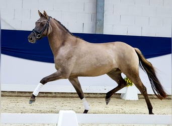 Deutsches Reitpony, Stute, 3 Jahre, 149 cm, Buckskin