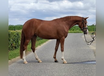 Deutsches Reitpony, Stute, 3 Jahre, 149 cm