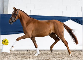 Deutsches Reitpony, Stute, 3 Jahre, 149 cm, Fuchs