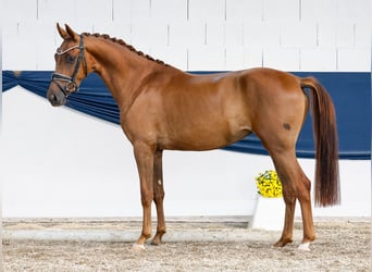 Deutsches Reitpony, Stute, 3 Jahre, 149 cm, Fuchs