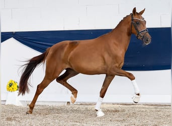Deutsches Reitpony, Stute, 3 Jahre, 149 cm, Fuchs